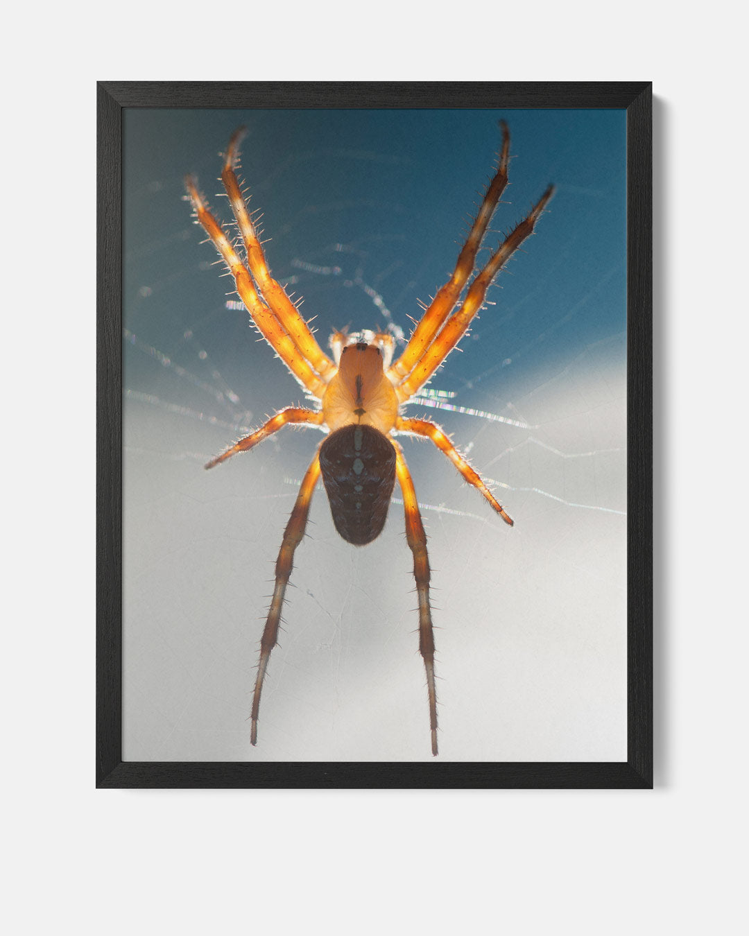 Betoverende spinnenwebkunst Poster-WallArtistic