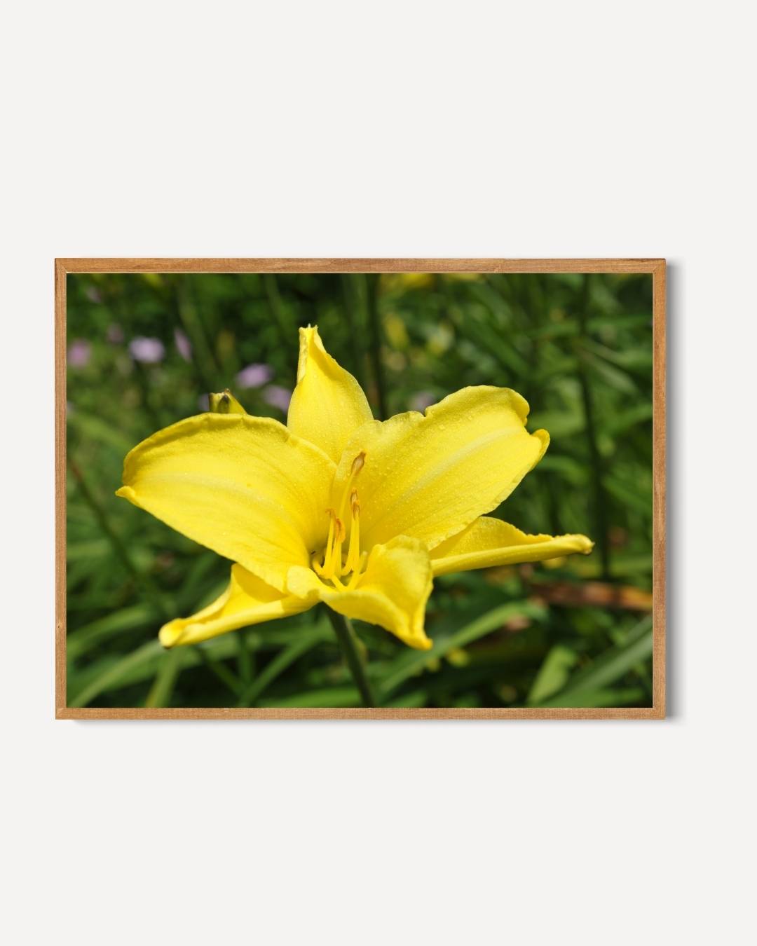 Heldere gele lelie Poster