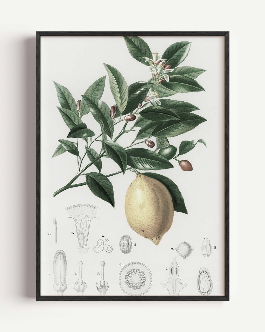 Botanische Citroenprint Poster-WallArtistic