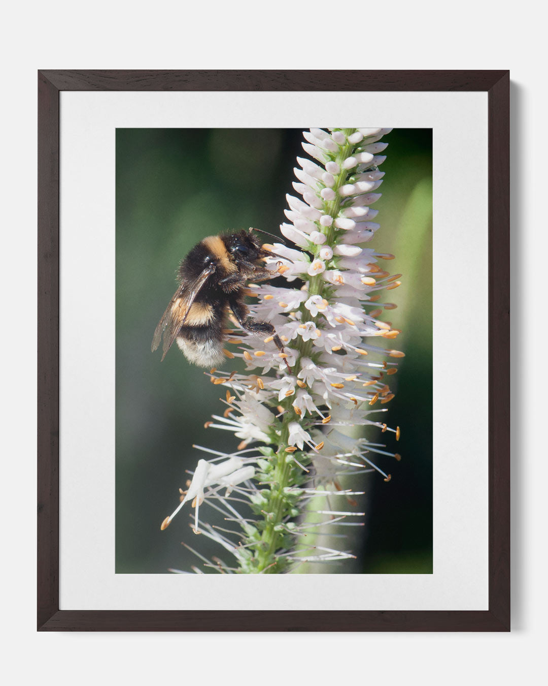 Vrolijke Hommel op Bloem Poster-WallArtistic