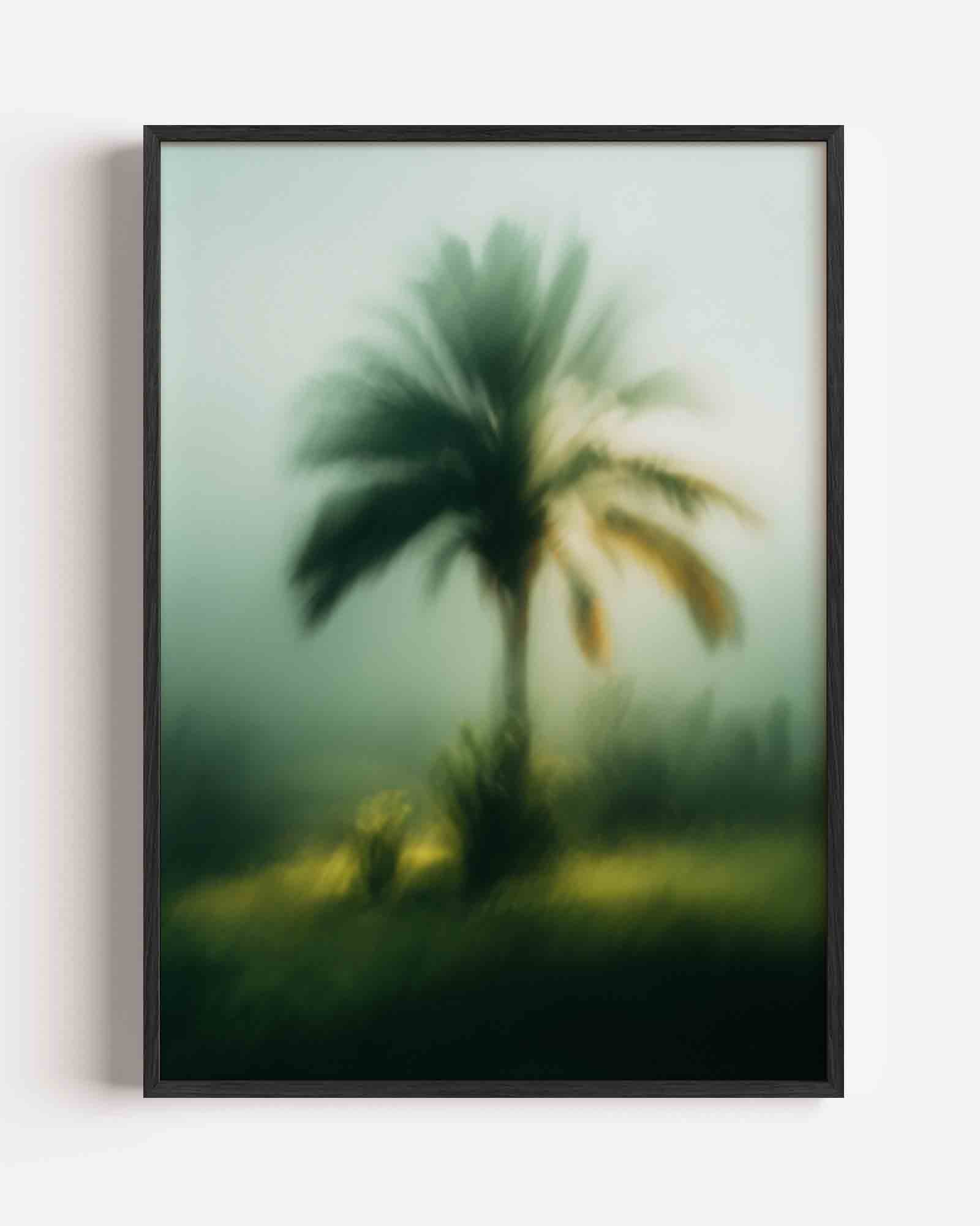Palmboom in de mist Poster