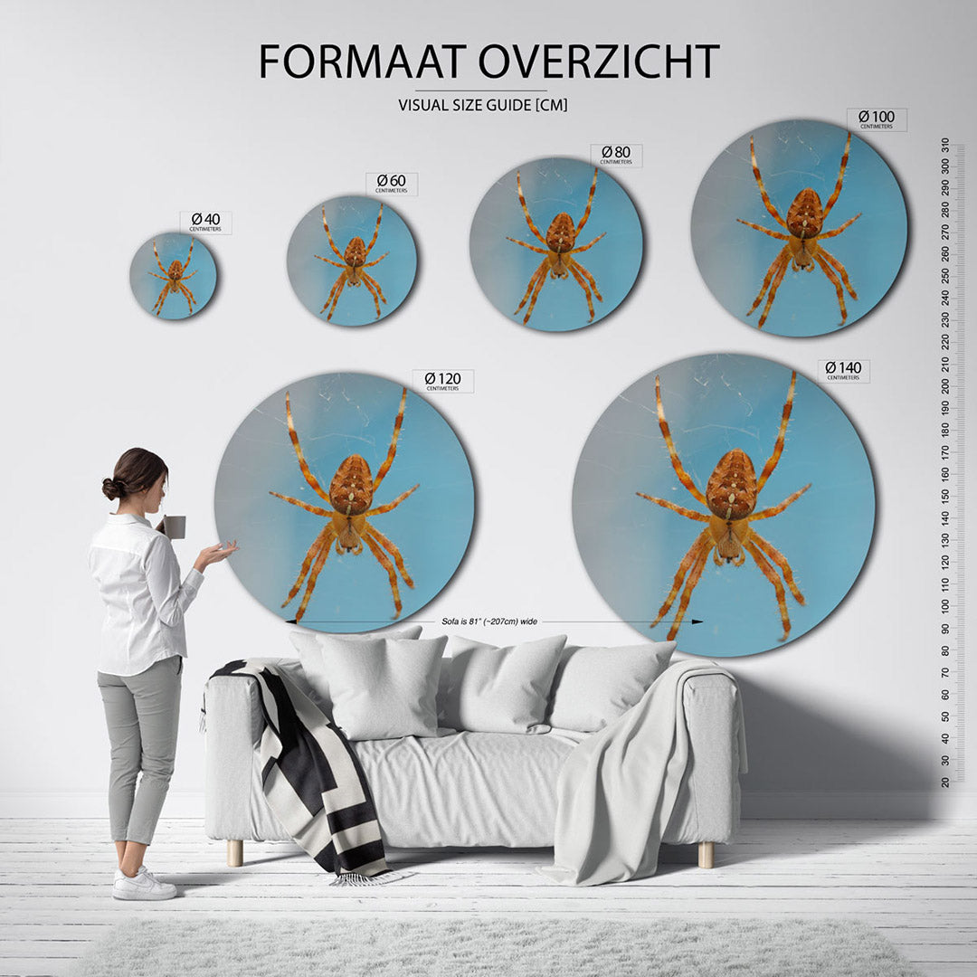 Spin op web Muurcirkel