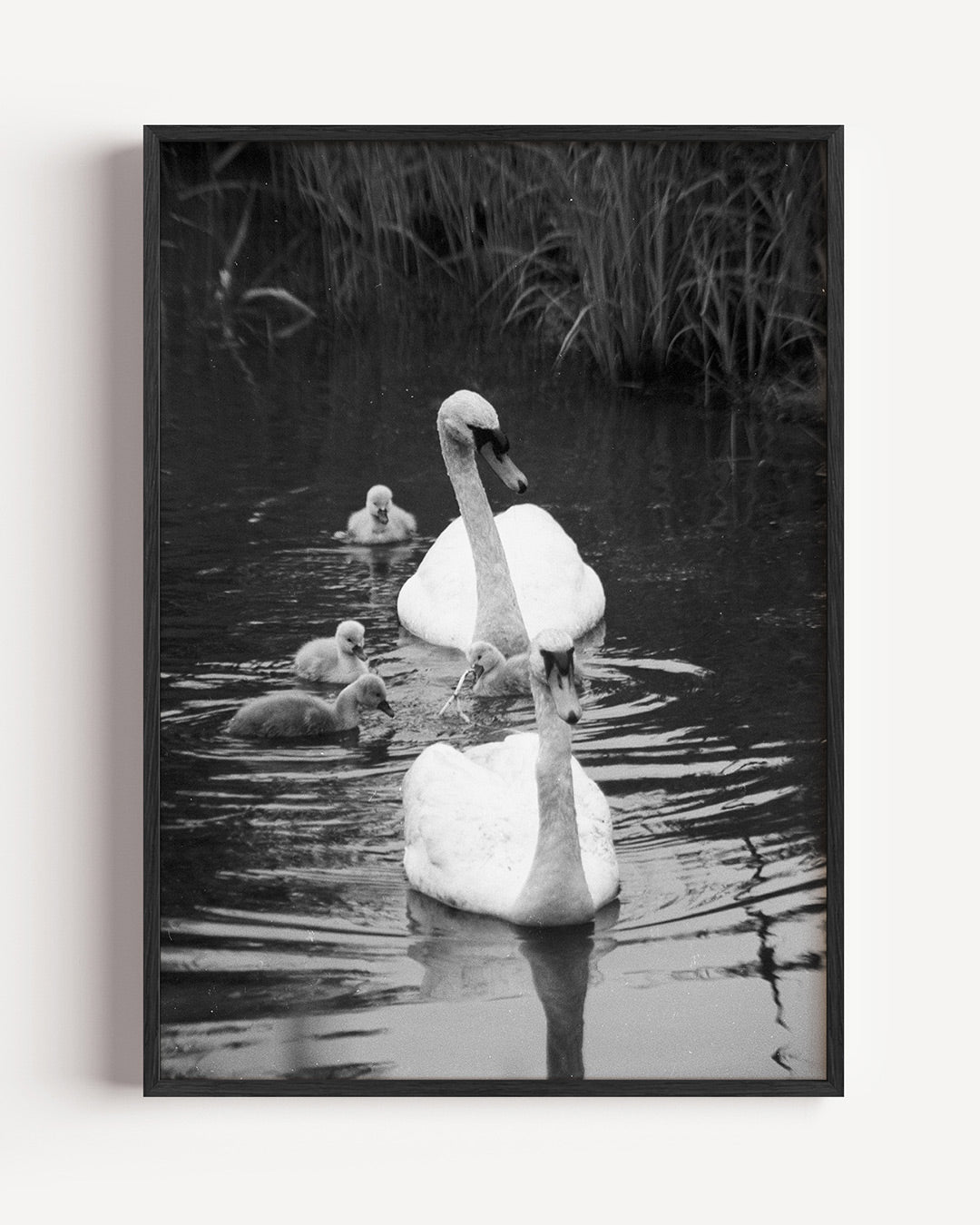 Zwanenfamilie in water Poster