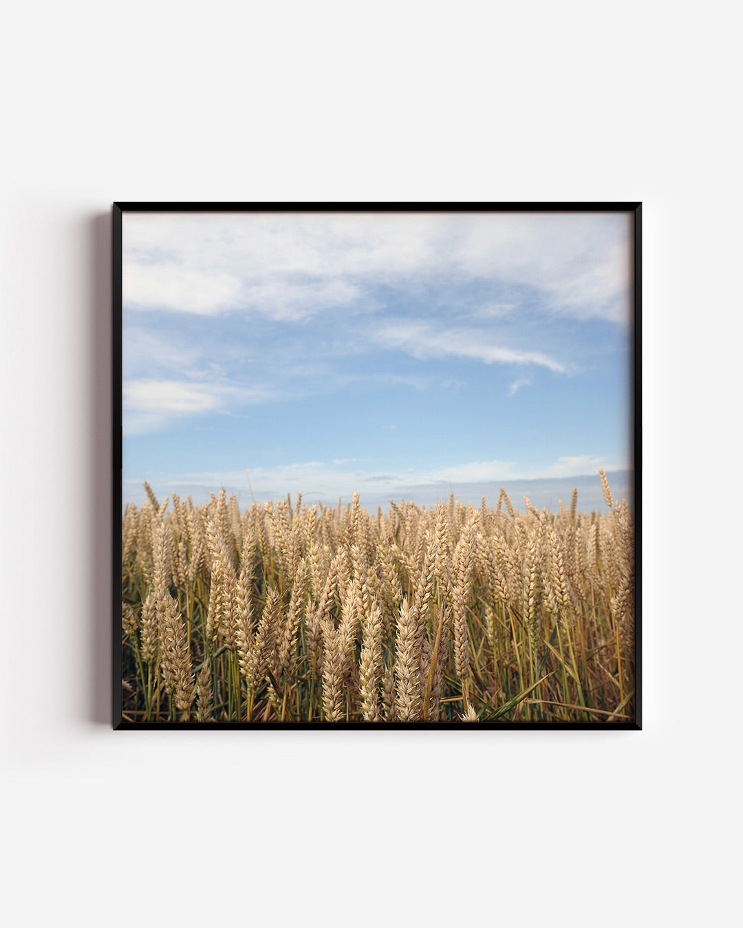 Gouden tarweveld Poster