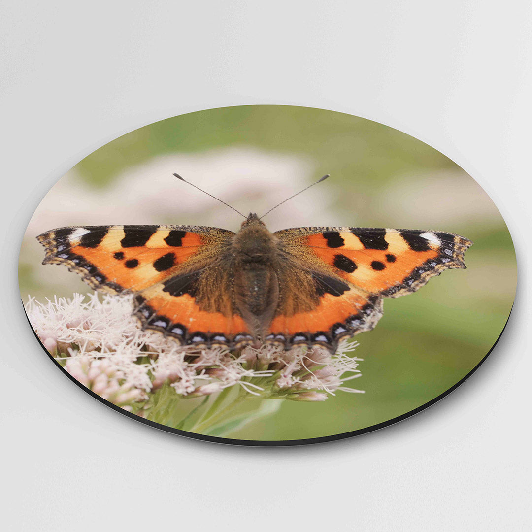 Vlinder op bloemen Muurcirkel