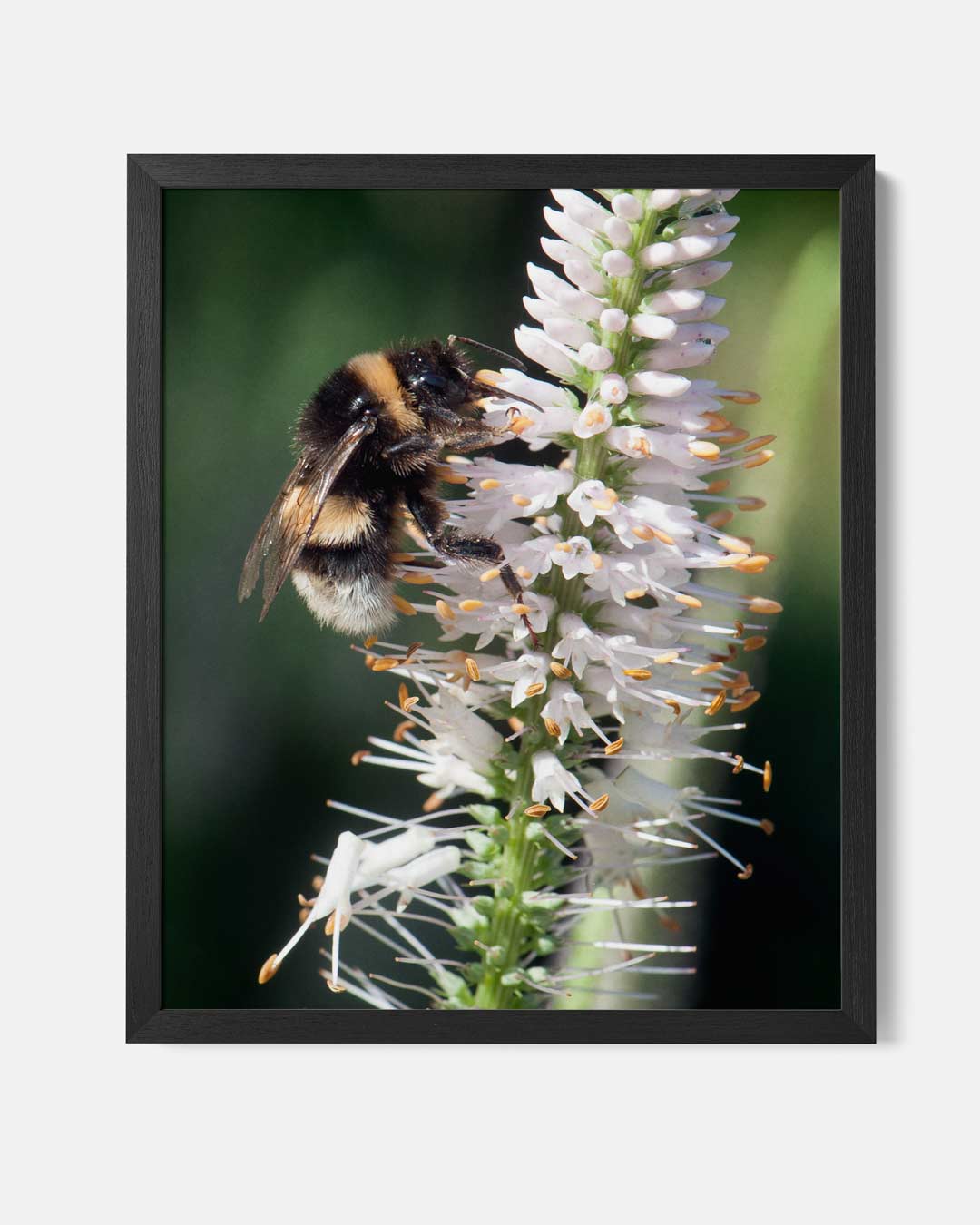 Vrolijke Hommel op Bloem Poster-WallArtistic