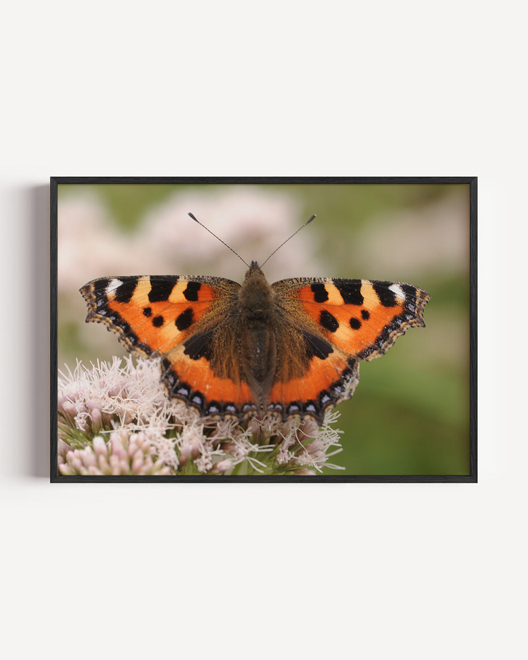 Vlinder op bloem Poster