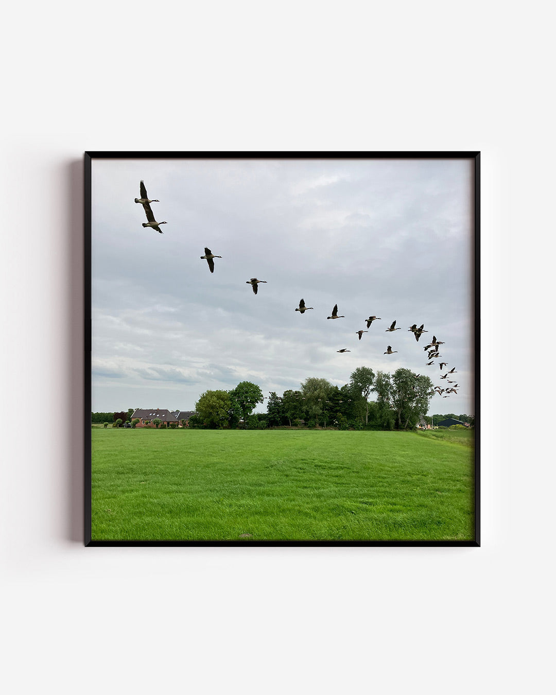 Vliegende vogels Poster