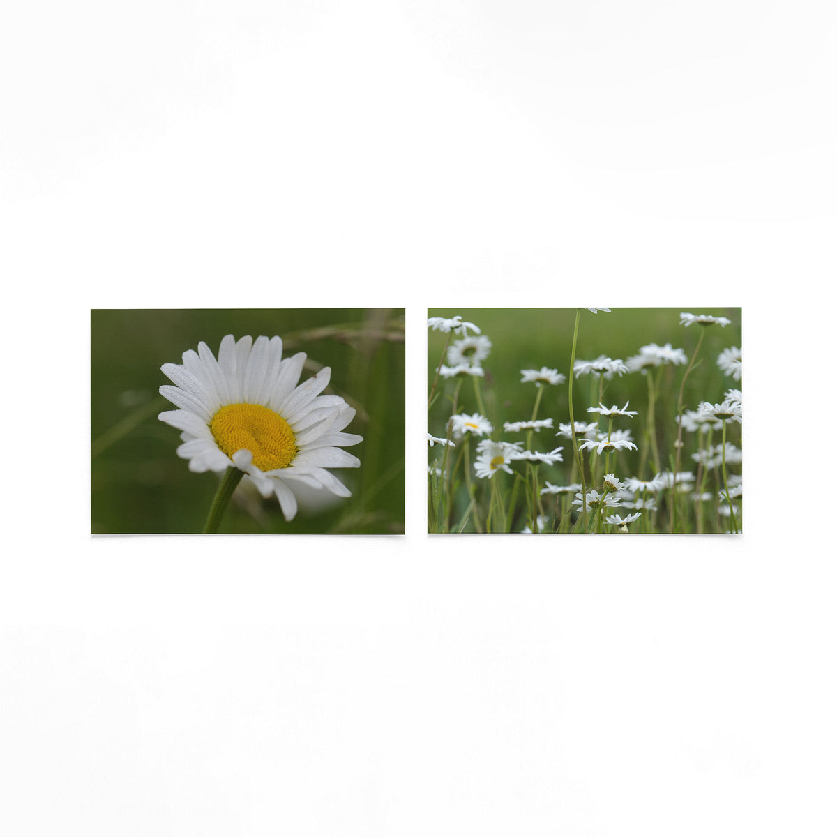 Productfoto van twee liggende posters met margrieten in zacht licht – Gerald Emming