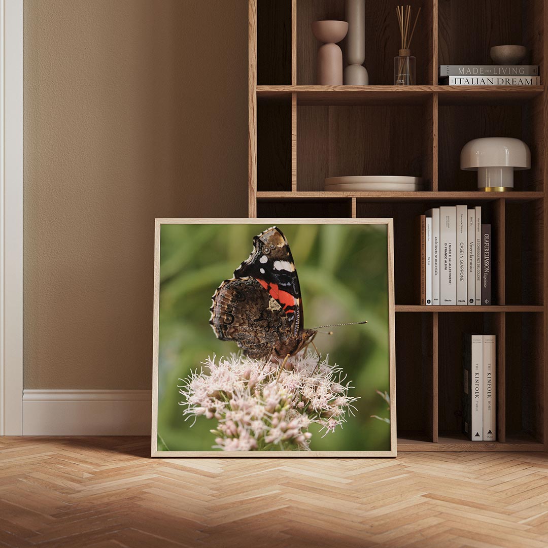 Vlinder op bloem Poster