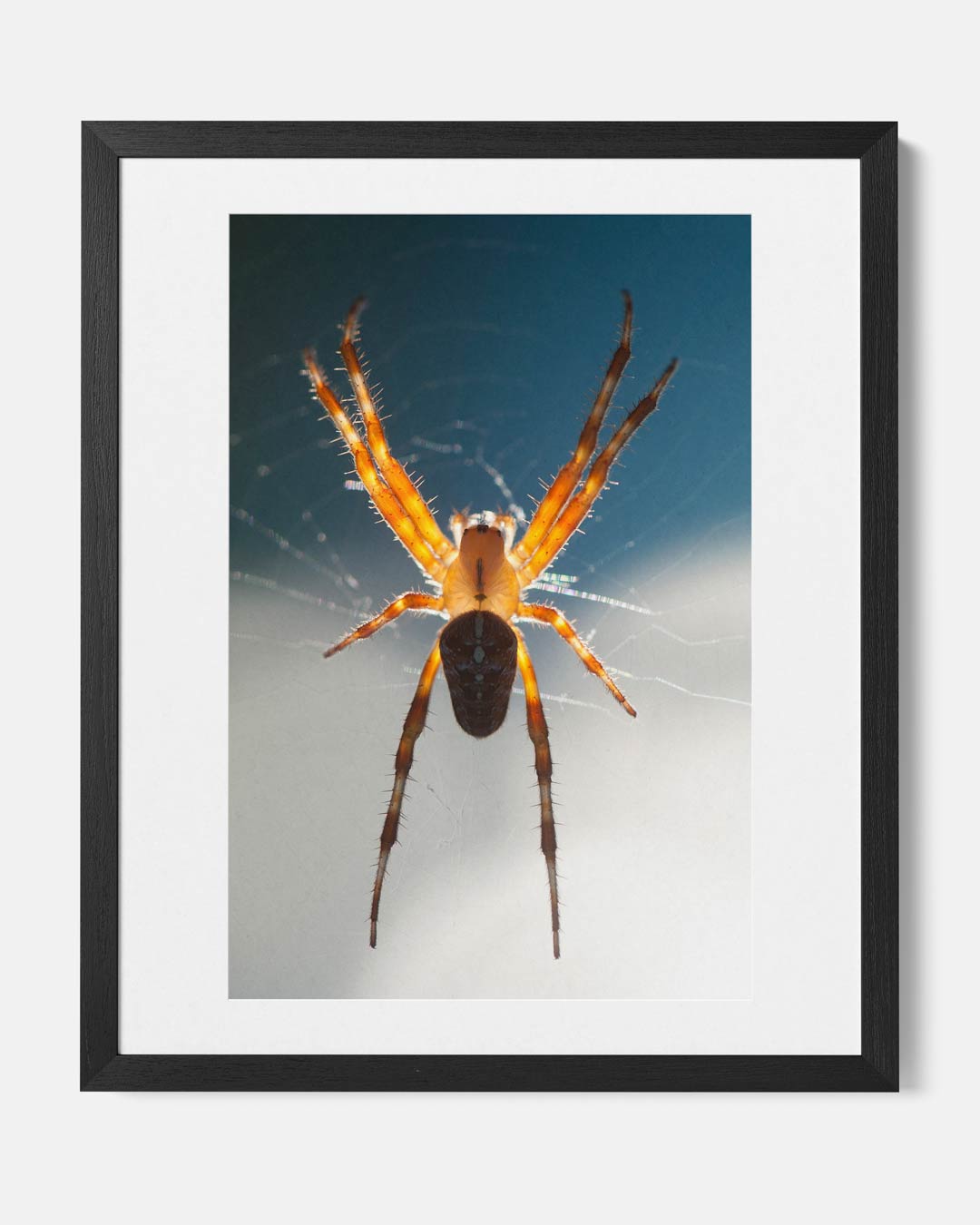 Betoverende spinnenwebkunst Poster-WallArtistic