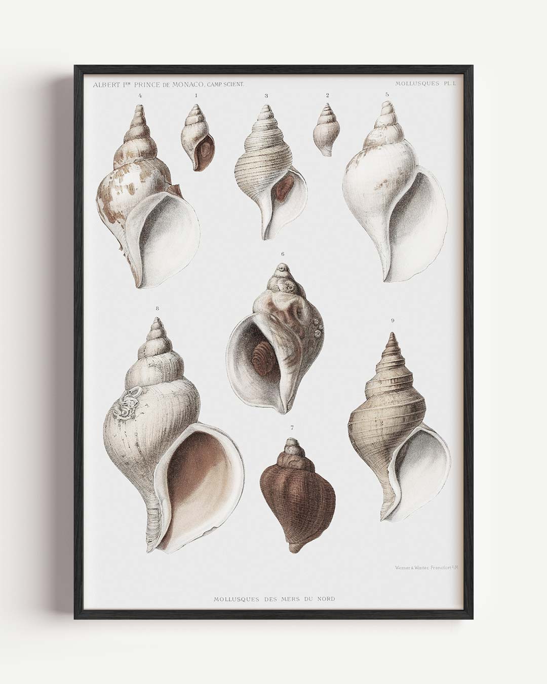 Elegante Schelpenillustratie Poster-WallArtistic